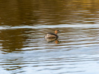 池を泳ぐカイツブリ