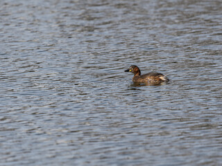 池を泳ぐカイツブリ