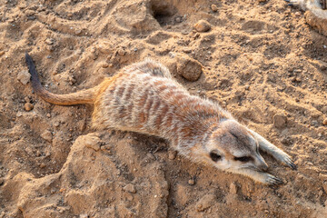 Obraz premium Meerkat suricatta family wildlife picture.