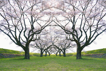A row of blooming cherry trees line a park in Shizukuishi City, Iwate Prefecture, Japan.