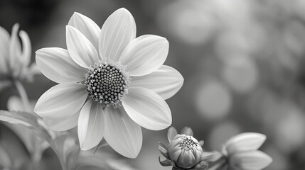 flower photos to black and white for a timeless and classic look - Powered by Adobe