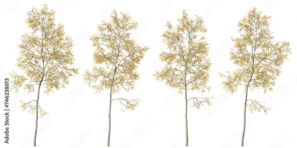 Poster isolated trees gardening,ash tree on transparent background.3d rendering png