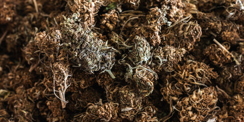 Close up dried cannabis flowers harvesting for alternative medicine