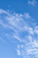 Flying bird with white wings against a blue sky with white clouds on a spring evening near Potzbach, Germany.
