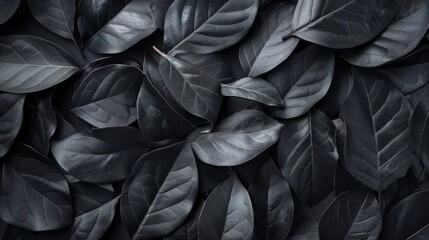 Textures of black leaves for tropical leaf background. - obrazy, fototapety, plakaty