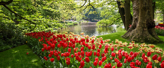 Panoramic view of Scenic Keukenhof gardens in the Netherlands.