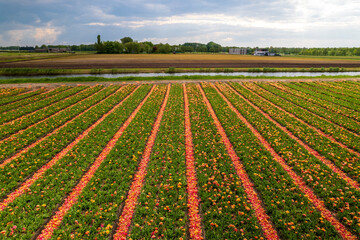 Colorful Tulip flower fields in the Netherlands.