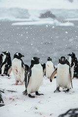 Obraz premium Group of Penguins Standing on the Snowy Landscape of Antarctica