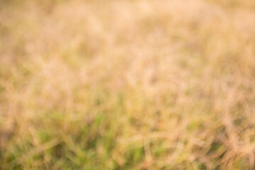 Out of focus tropical dry grass field.