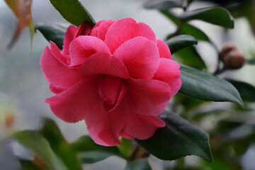 優美なピンクのツバキ