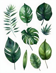 Set Collection Watercolor tropical leaves Modern green tropical leaves, clip art Botanical Illustration elegant watercolor illustration , green tropical leaves isolated transparent background, Generat