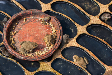 frog eating happily in the pond.