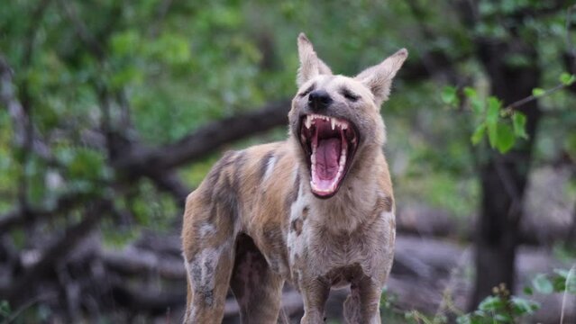 African Painted Wolf In The Forest Yawning. Slow Motion Shot