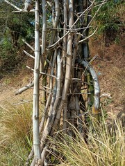 In botany, a tree is a perennial plant with an elongated stem, or trunk, usually supporting branches and leaves. 