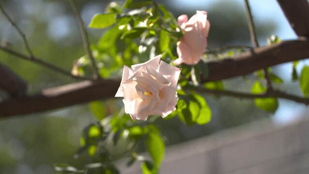 South Africa, White Tulip in the summer morning sun