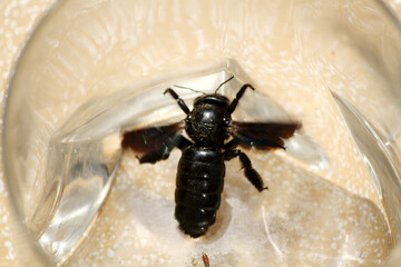 Tropical carpenter bee (Xylocopa latipes) trapped inside a glass vessel : (pix Sanjiv Shukla)