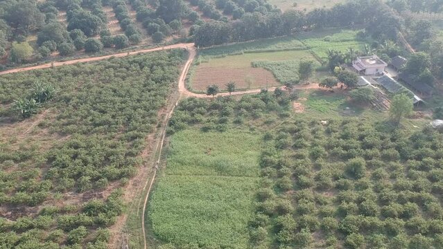 drone pic of farming land and outdoor house with mango, coconut buffaloes