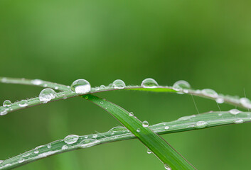 Fresh grass with dew drops close up