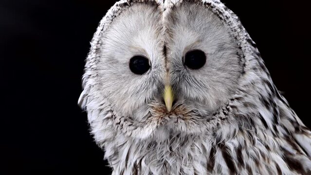 close-up shot showcasing the features of an owl, particularly its large eyes. The owls gaze and intricate details are highlighted in this footage.
