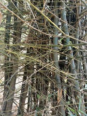 Bamboos are a diverse group of mostly evergreen perennial flowering plants making up the subfamily Bambusoideae of the grass family Poaceae.