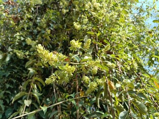 Getonia is a monotypic genus of flowering plants belonging to the family Combretaceae. The only species is Getonia floribunda, commonly known as ukshi. 