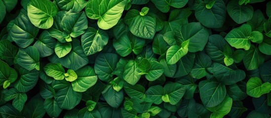 This close-up photo showcases the vibrant green leaves of a plant, with a lush background adding texture to the image. The intricate details of the leaves are highlighted, creating a captivating - obrazy, fototapety, plakaty