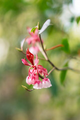 Fototapeta premium Closeup view of Enkianthus flower