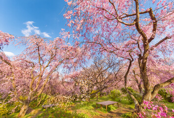 Obraz na płótnie Canvas Fresh pink flowers of sakura growing in Japanese garden, natural spring outdoor background