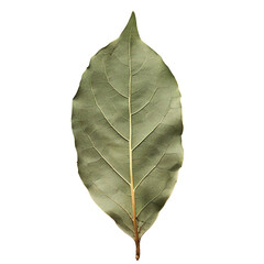 Bay leaf, transparent background, isolated image, generative AI