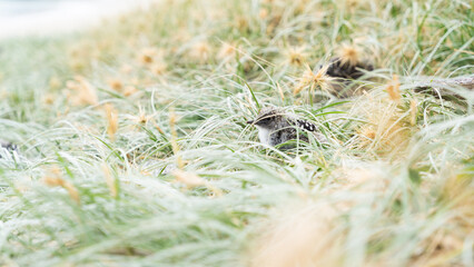 Sooty Tern chick