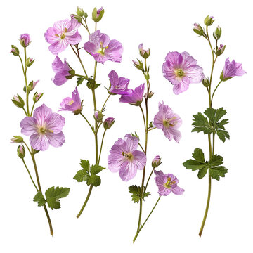 Captivating Hototogisu Cuckoo Flower in Vibrant Bloom on transparent background&ndash; A Macro Snapshot of Nature's Delicate Beauty in Spring Garden