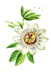 Passiflora Tropical  climbing plant, Passion flower with  leaves  branch . Hand drawn watercolor illustration isolated on white background