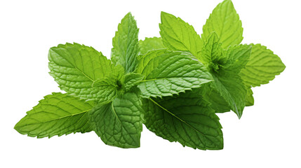 fresh mint leaves isolated on white background