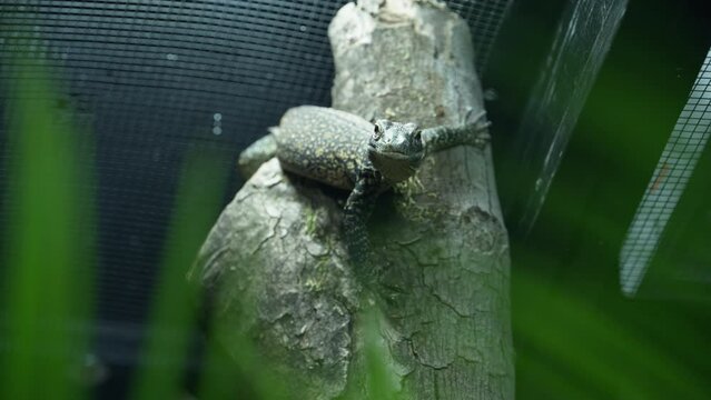 Baby Komodo Dragon hatchling climbing in tree in Zoo habitat looking directly to camera