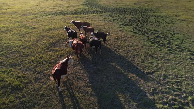Orbital View over Beef Cattle, Herd of Cows, Argentina