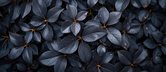 In this image, a collection of leaves are featured, covered with tiny water droplets, creating a beautiful texture. - obrazy, fototapety, plakaty