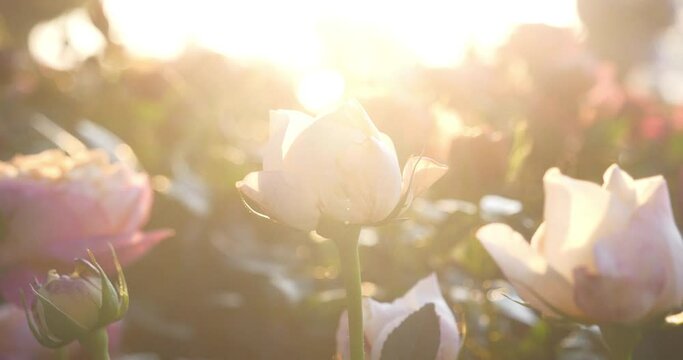 Sunny flower floral soft roses sunbeam blossom blurred background. Sunbeam shining through Pastel pink roses romance bloom spring season soft ray light. Petals blossom in beautiful garden
