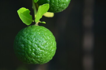 Close-up of fruit growing 