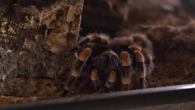 spider tarantulas lasiodora parahybana eat cricket close up static