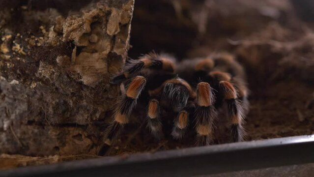 spider tarantulas lasiodora parahybana eat cricket high angle static