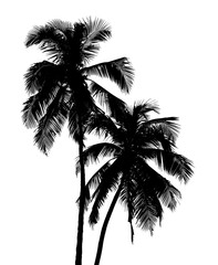 Silhouette of two tropical palm trees isolated on a transparent background, ideal for travel or summer vacation themed graphics and designs