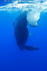 Whale Watching in Okinawa, Japan. From January to March, the ocean around Okinawa is full of action. It is the time of year when humpback whales can be seen in the waters around Okinawa’s islands.