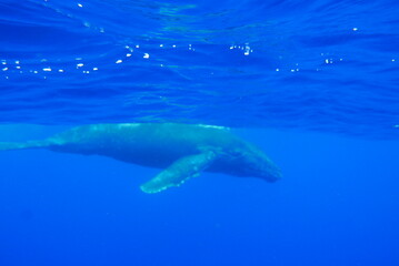 Whale Watching in Okinawa, Japan. From January to March, the ocean around Okinawa is full of action. It is the time of year when humpback whales can be seen in the waters around Okinawa&rsquo;s islands.