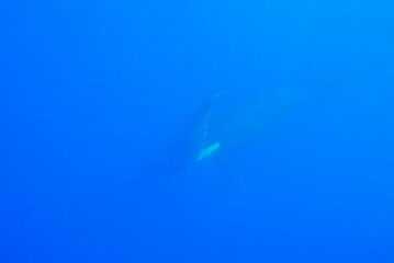 Whale Watching in Okinawa, Japan. From January to March, the ocean around Okinawa is full of...