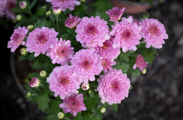 Natural background of soft pink Chrysanthemum flowers blooming in the garden with natural soft sunlight.