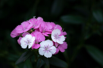 Close-up of pink and white Sweet William, dianthus flowers bouquet blooming in the garden on a dark background and vignetted.
