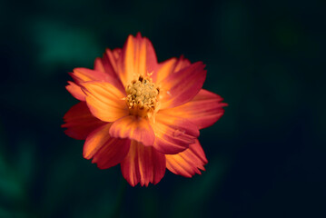 Close-up of vivid orange cosmos flowers blooming in the field with natural light on a dark green background and vignetted.