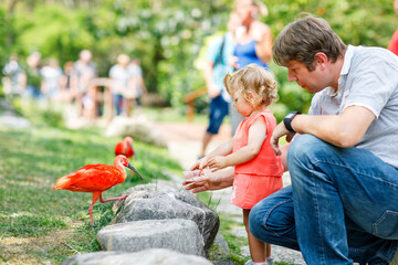 Cute adorable toddler girl and dad feeding red ibis bird in a zoo or zoological garden. Happy...