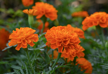 Floral background of vivid orange marigold flowers blooming in the garden with natural soft sunlight on green leaves background.