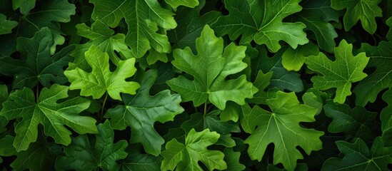 This photo showcases a beautiful display of green oak leaves, highlighting the stunning clusters and intricate details of these vibrant green leaves.